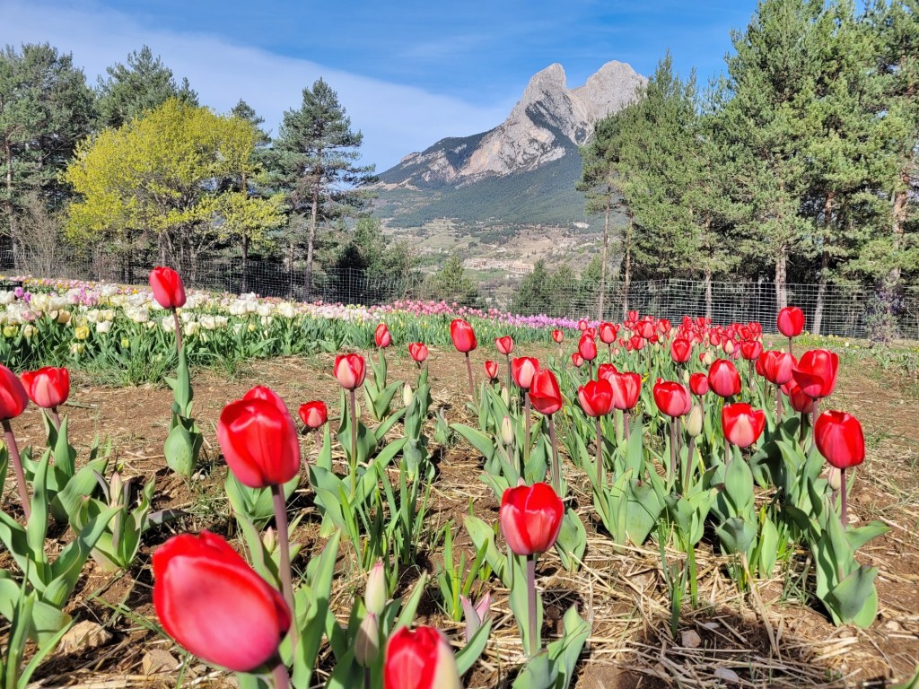 Foto: Plantación de tulipanes - Saldes (Barcelona), España