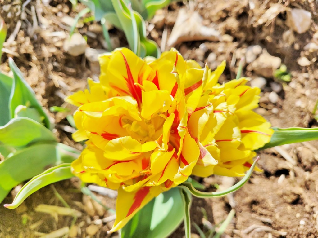 Foto: Plantación de tulipanes - Saldes (Barcelona), España