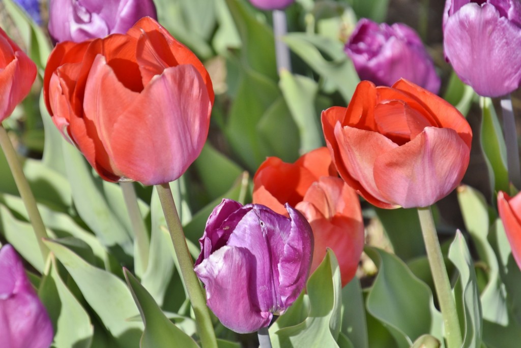 Foto: Plantación de tulipanes - Saldes (Barcelona), España