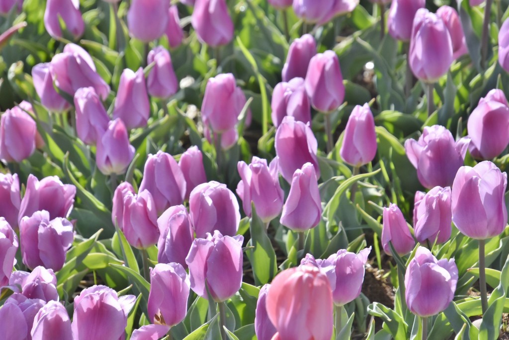 Foto: Plantación de tulipanes - Saldes (Barcelona), España