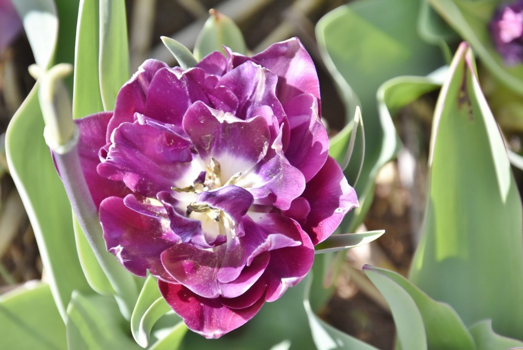 Foto: Plantación de tulipanes - Saldes (Barcelona), España