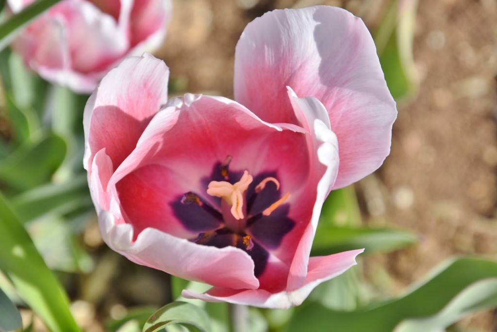 Foto: Plantación de tulipanes - Saldes (Barcelona), España