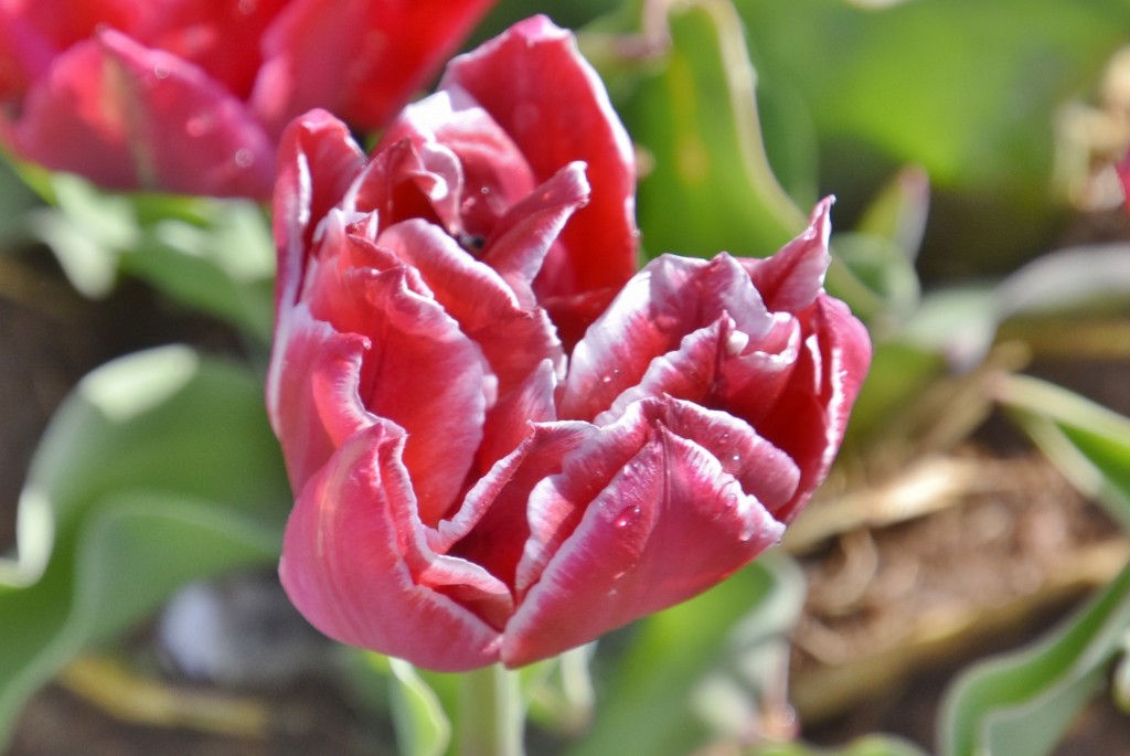 Foto: Plantación de tulipanes - Saldes (Barcelona), España