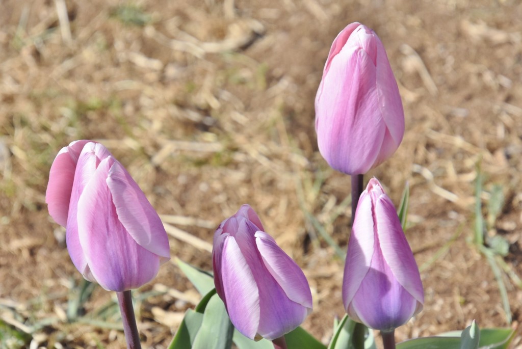 Foto: Plantación de tulipanes - Saldes (Barcelona), España