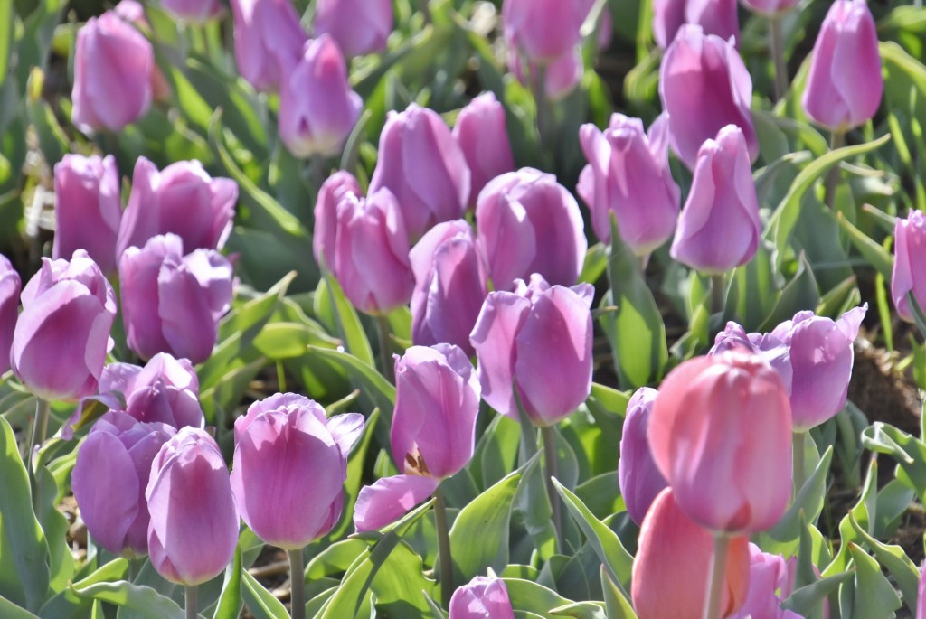 Foto: Plantación de tulipanes - Saldes (Barcelona), España