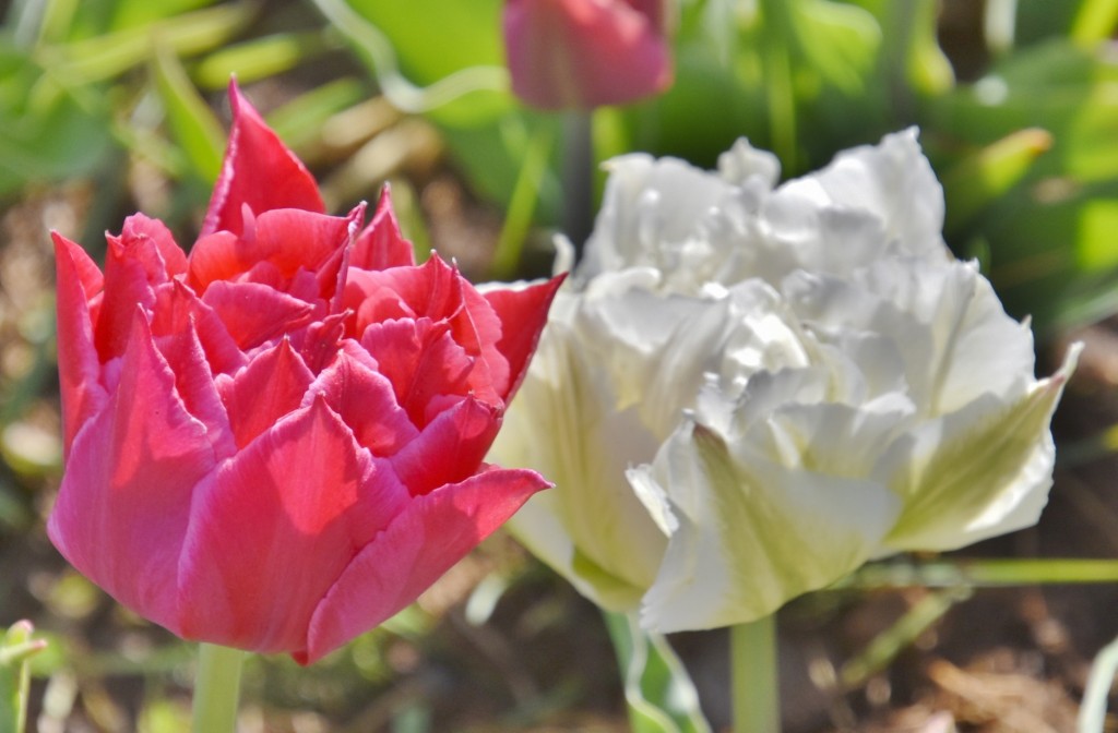 Foto: Plantación de tulipanes - Saldes (Barcelona), España