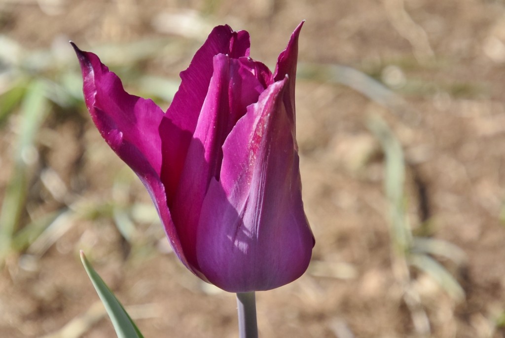 Foto: Plantación de tulipanes - Saldes (Barcelona), España