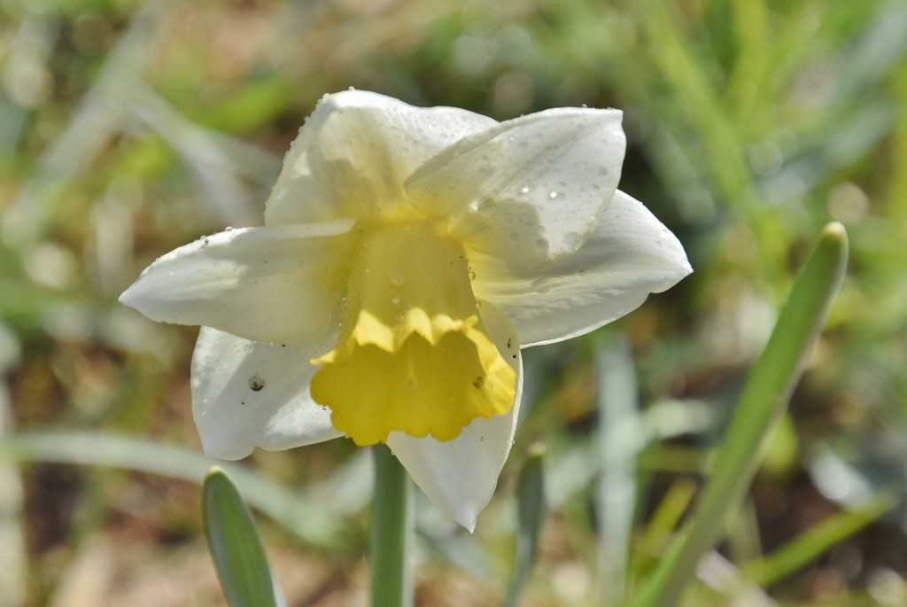 Foto: Plantación de tulipanes - Saldes (Barcelona), España