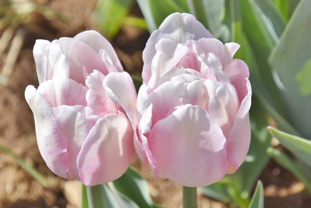 Foto: Plantación de tulipanes - Saldes (Barcelona), España