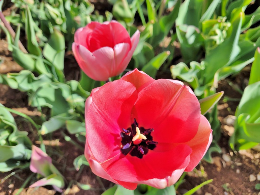 Foto: Plantación de tulipanes - Saldes (Barcelona), España