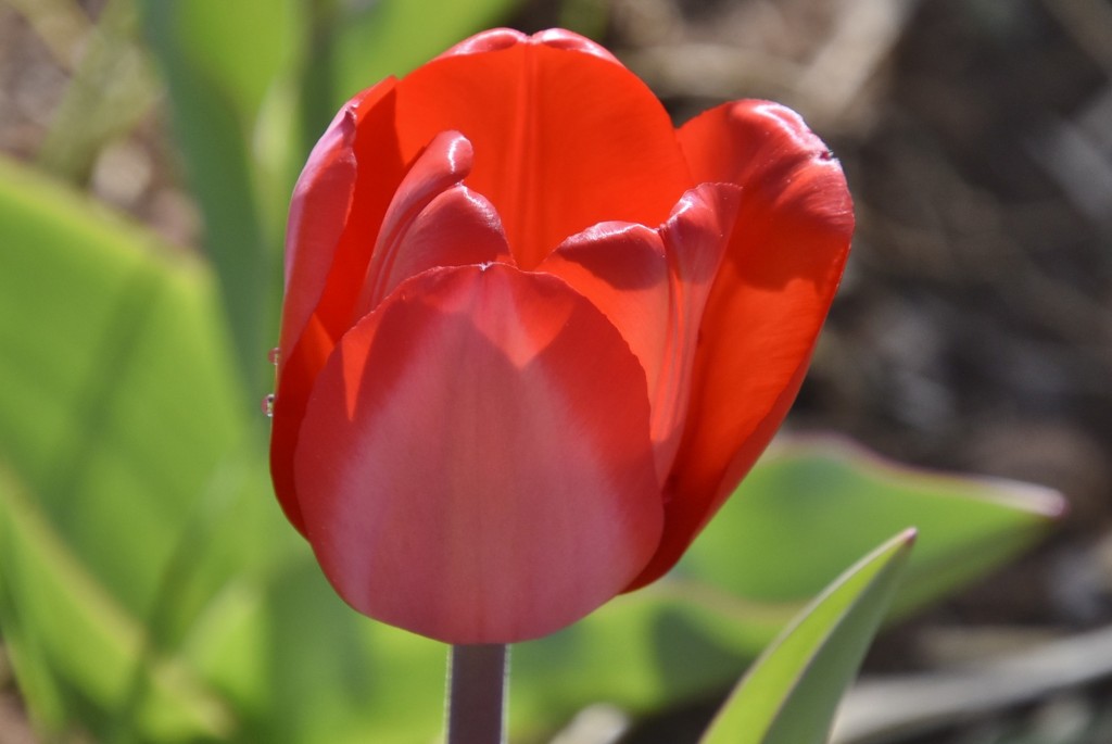 Foto: Plantación de tulipanes - Saldes (Barcelona), España