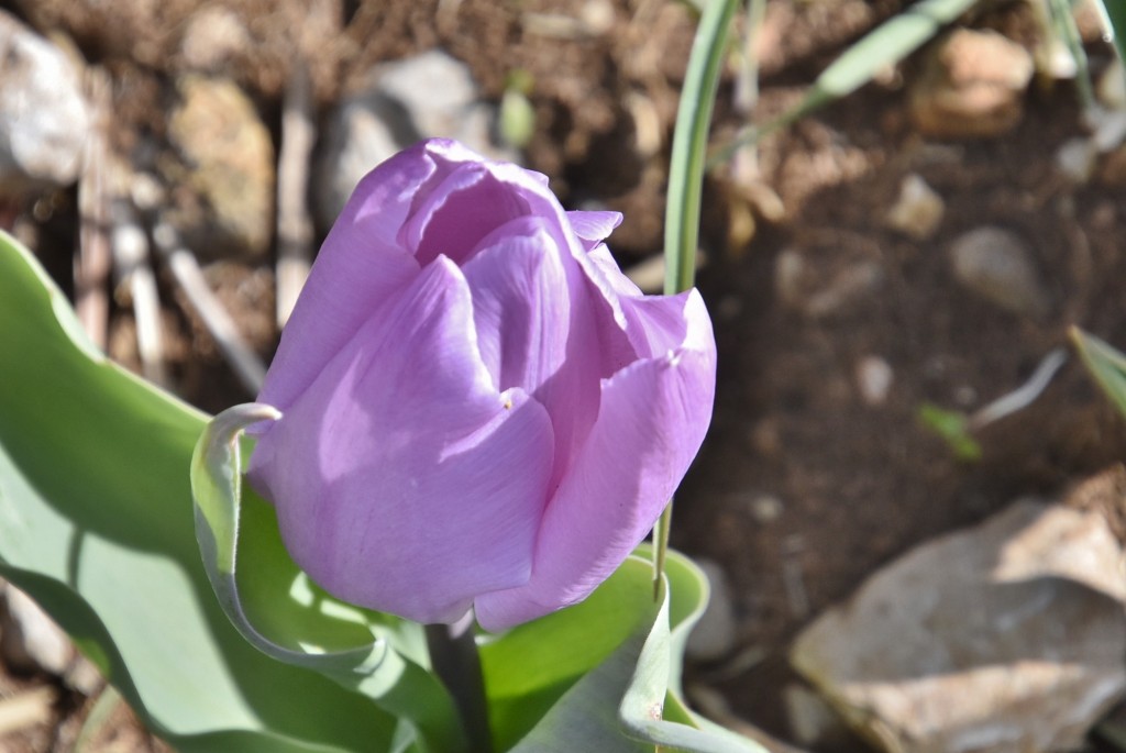 Foto: Plantación de tulipanes - Saldes (Barcelona), España