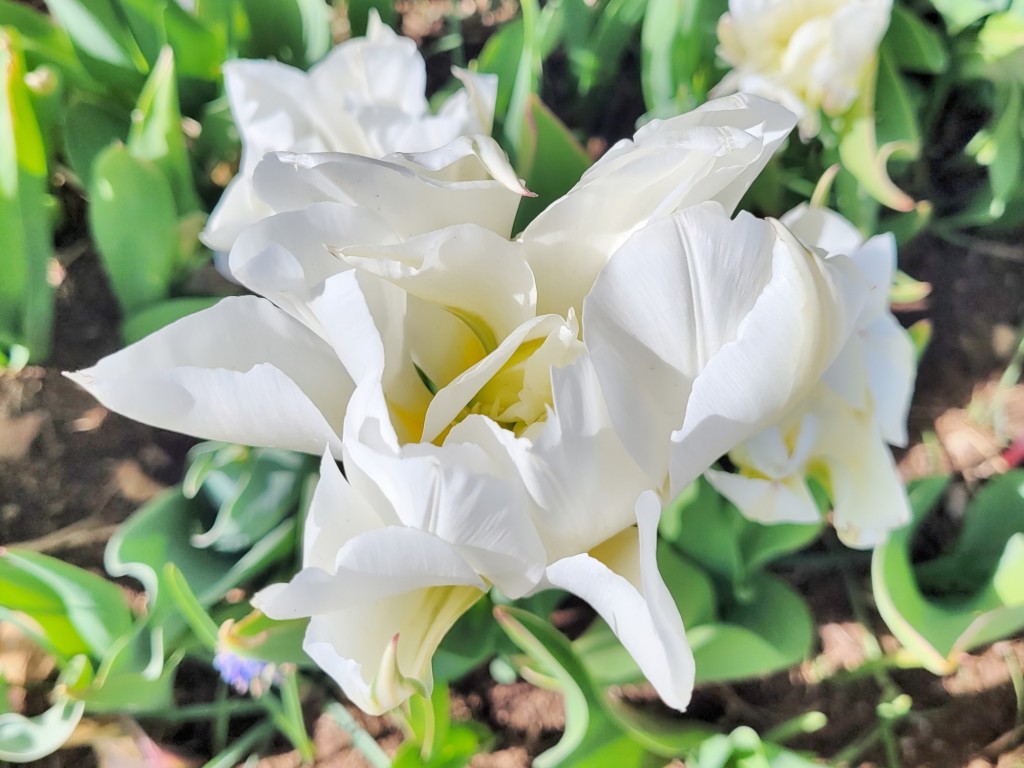 Foto: Plantación de tulipanes - Saldes (Barcelona), España