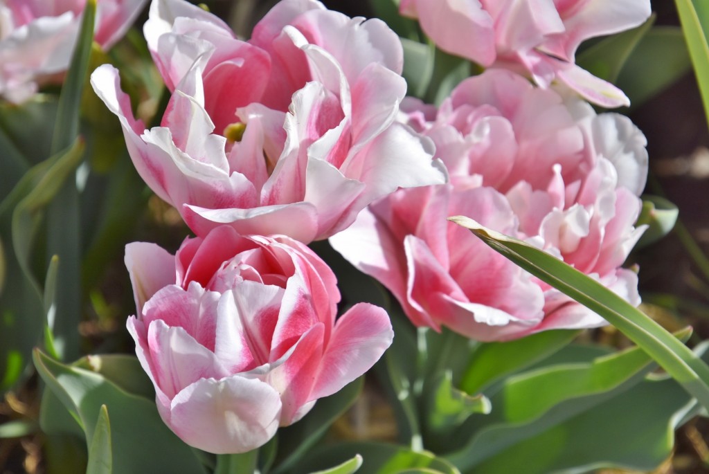 Foto: Plantación de tulipanes - Saldes (Barcelona), España