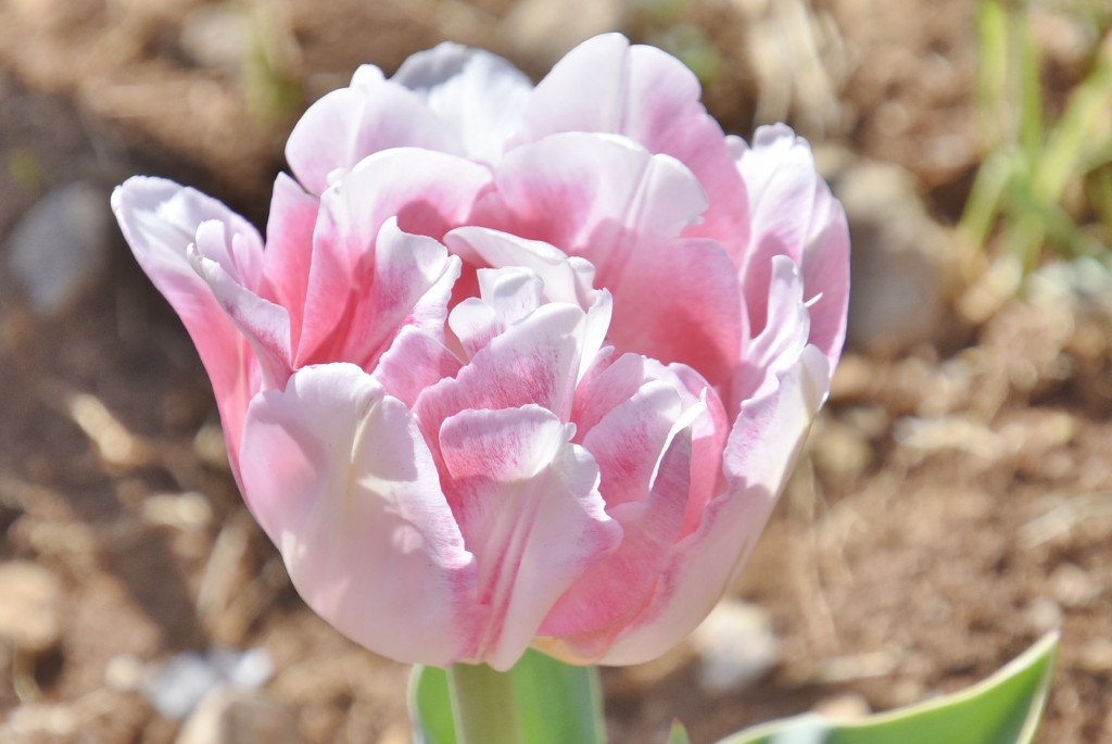 Foto: Plantación de tulipanes - Saldes (Barcelona), España