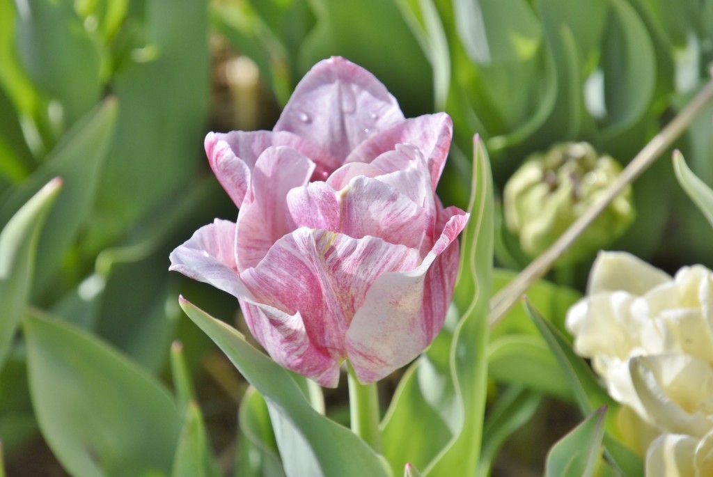 Foto: Plantación de tulipanes - Saldes (Barcelona), España