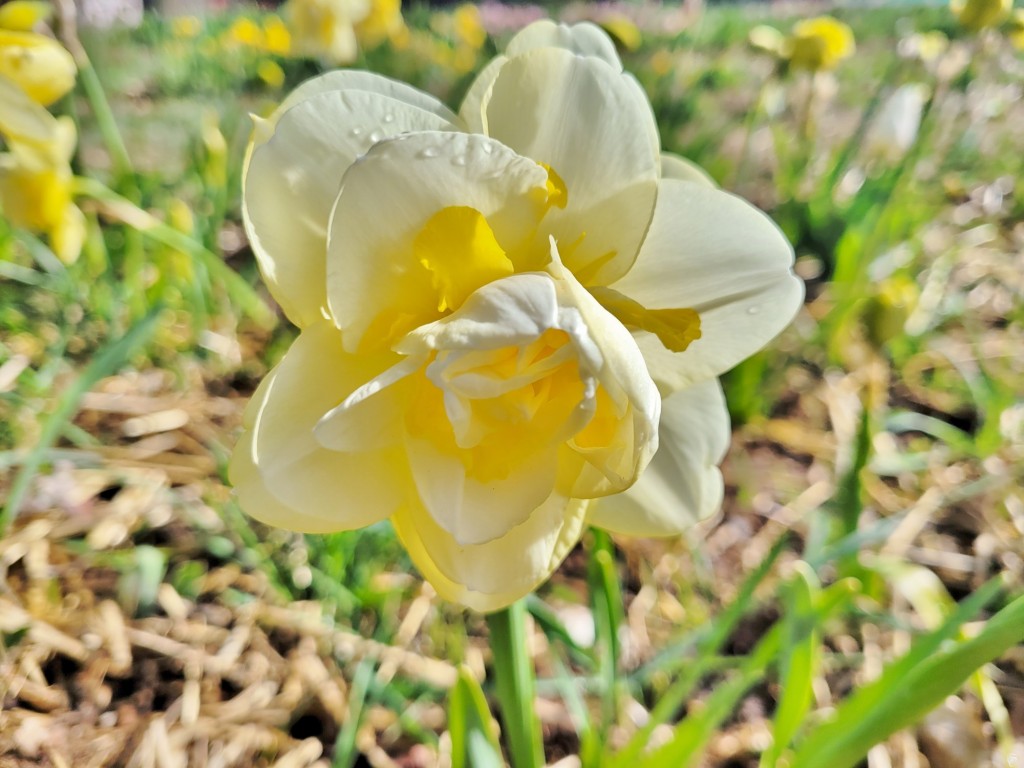 Foto: Plantación de tulipanes - Saldes (Barcelona), España