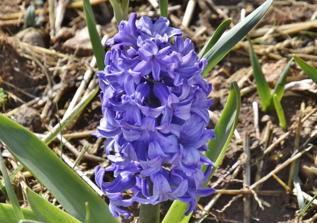 Foto: Plantación de tulipanes - Saldes (Barcelona), España