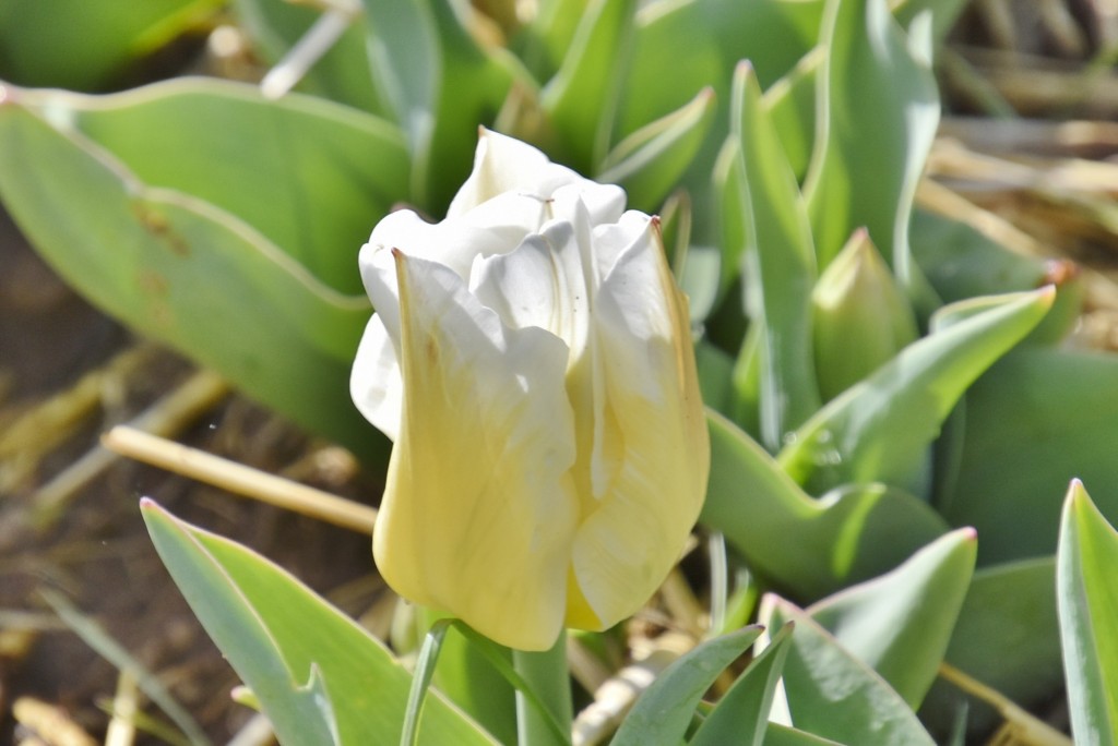 Foto: Plantación de tulipanes - Saldes (Barcelona), España