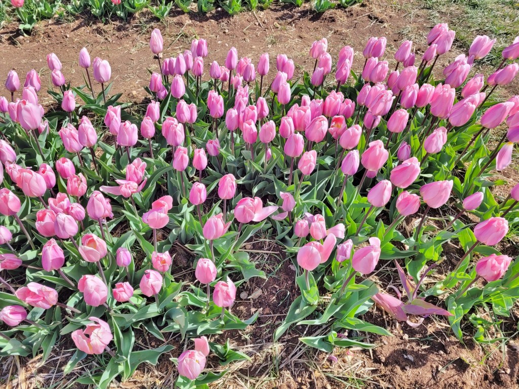 Foto: Plantación de tulipanes - Saldes (Barcelona), España