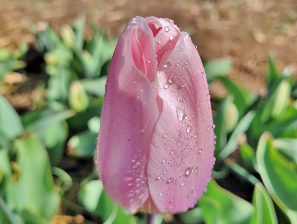 Foto: Plantación de tulipanes - Saldes (Barcelona), España