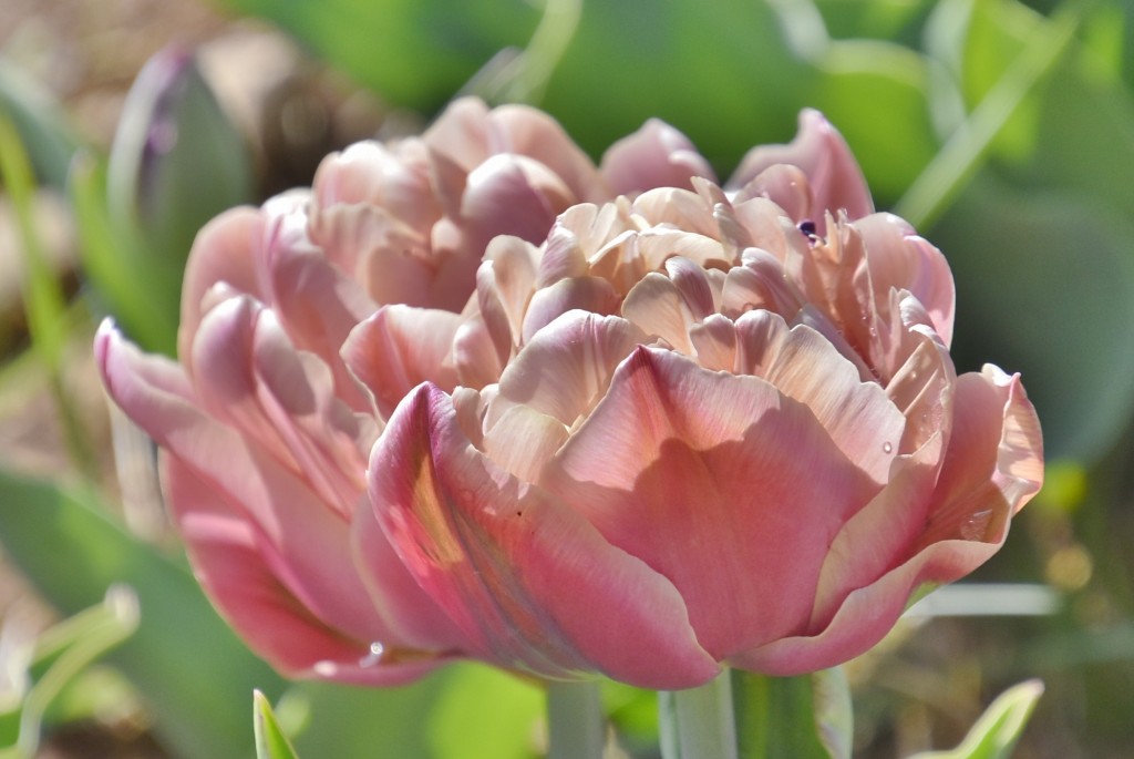 Foto: Plantación de tulipanes - Saldes (Barcelona), España