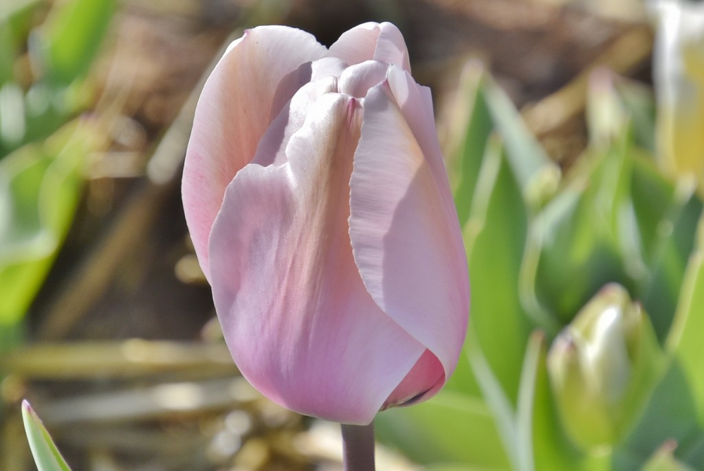 Foto: Plantación de tulipanes - Saldes (Barcelona), España