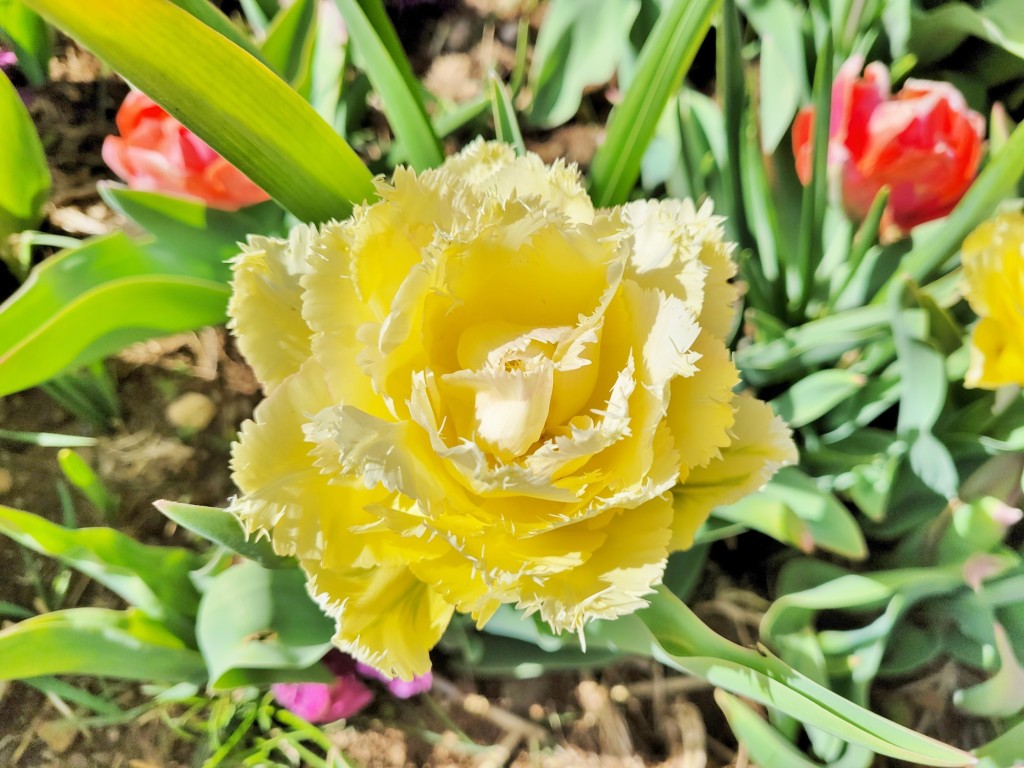 Foto: Plantación de tulipanes - Saldes (Barcelona), España