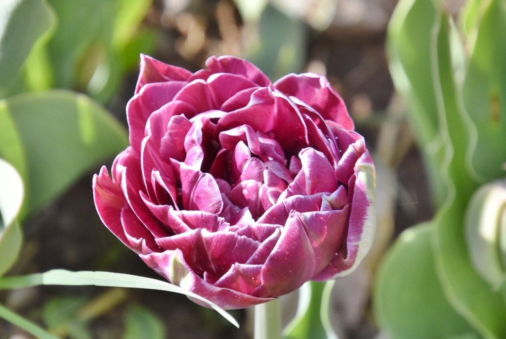 Foto: Plantación de tulipanes - Saldes (Barcelona), España