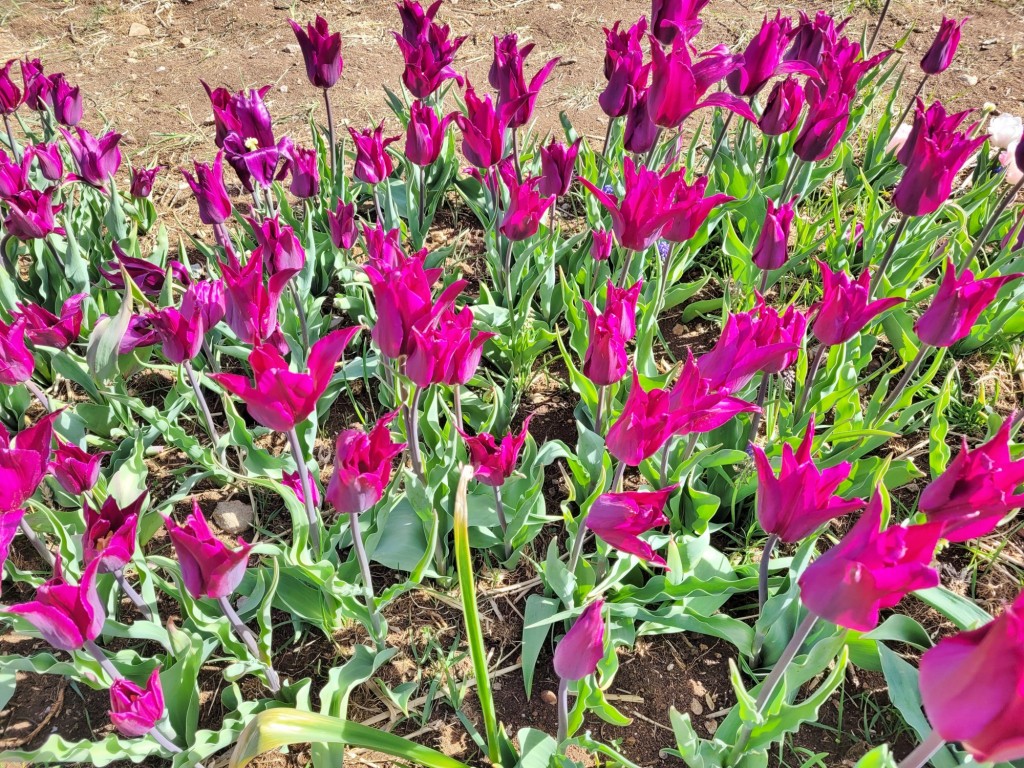 Foto: Plantación de tulipanes - Saldes (Barcelona), España