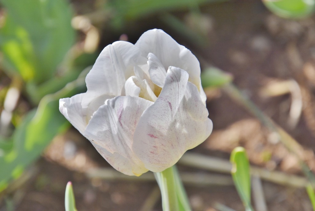 Foto: Plantación de tulipanes - Saldes (Barcelona), España