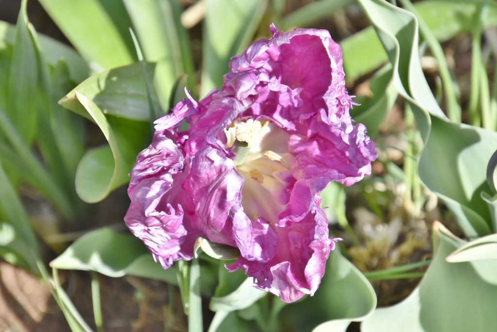 Foto: Plantación de tulipanes - Saldes (Barcelona), España