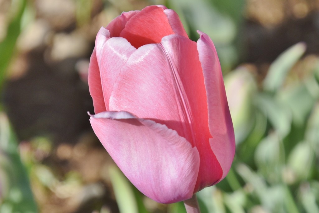 Foto: Plantación de tulipanes - Saldes (Barcelona), España