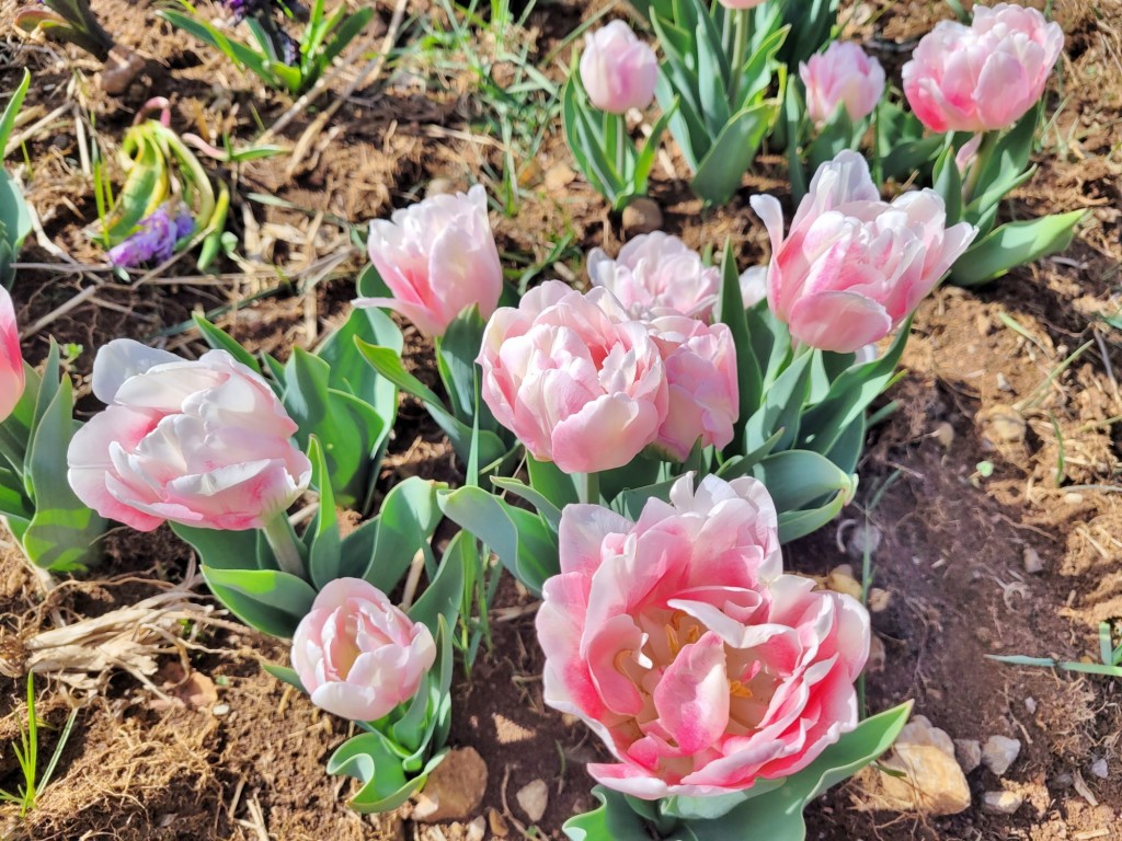 Foto: Plantación de tulipanes - Saldes (Barcelona), España