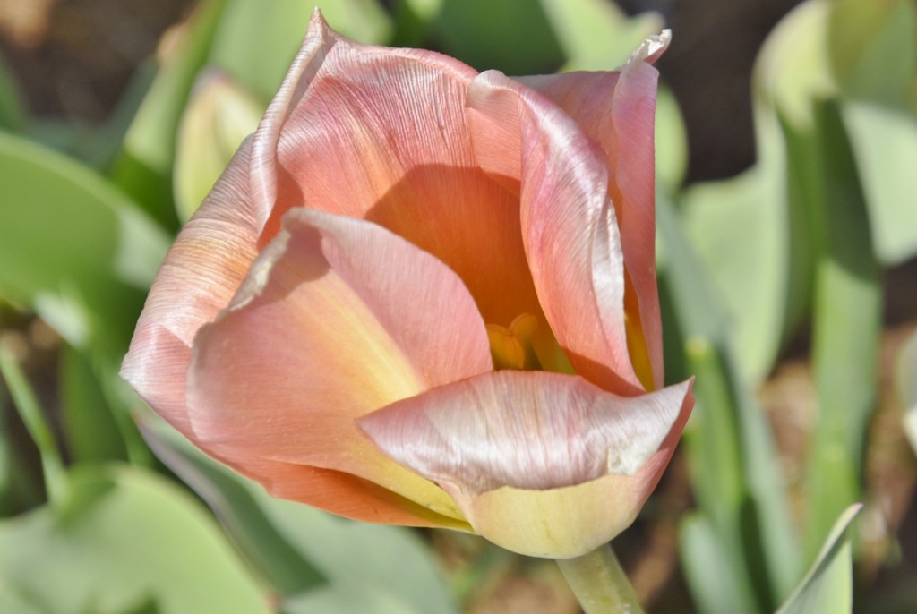 Foto: Plantación de tulipanes - Saldes (Barcelona), España