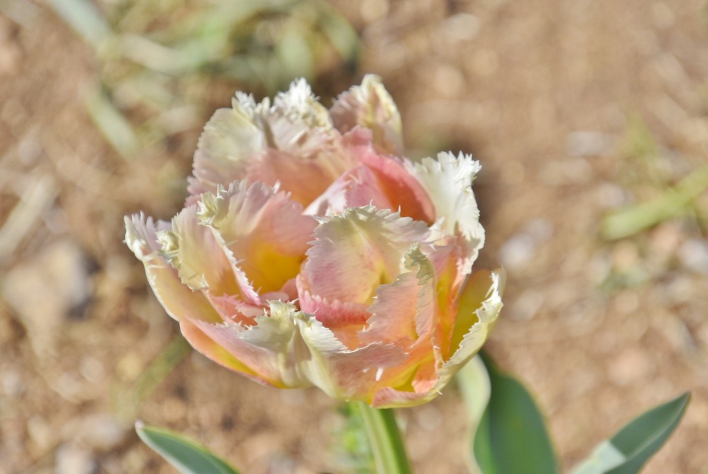 Foto: Plantación de tulipanes - Saldes (Barcelona), España