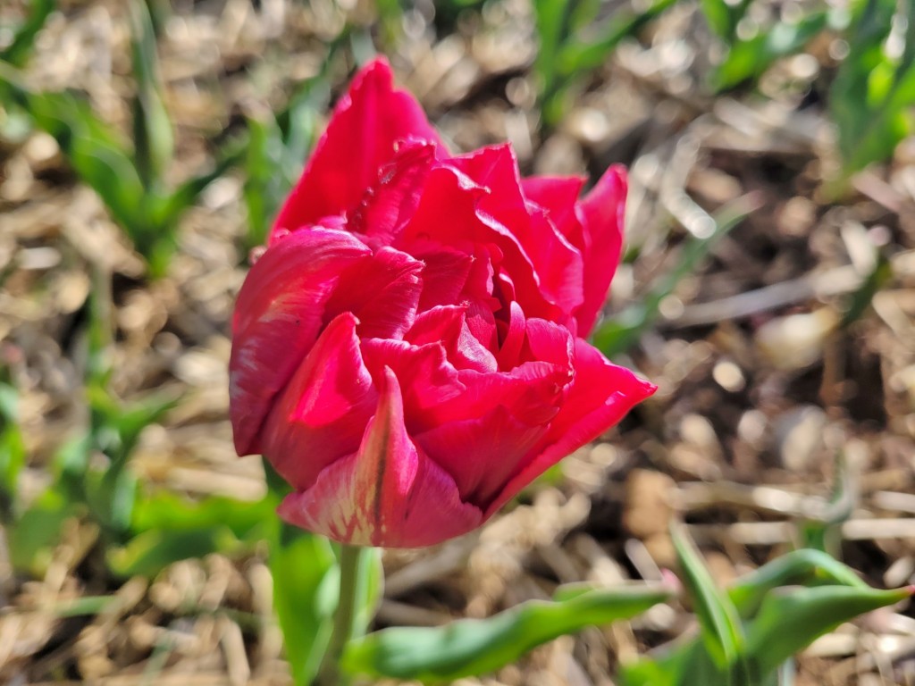 Foto: Plantación de tulipanes - Saldes (Barcelona), España