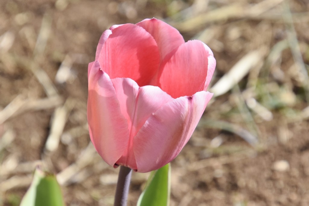 Foto: Plantación de tulipanes - Saldes (Barcelona), España