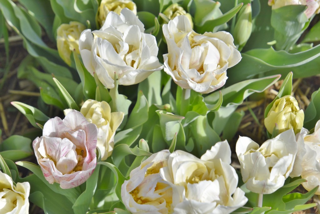 Foto: Plantación de tulipanes - Saldes (Barcelona), España