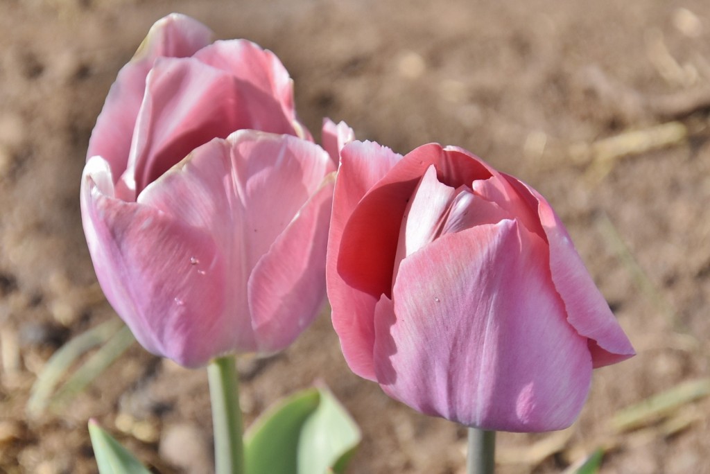 Foto: Plantación de tulipanes - Saldes (Barcelona), España