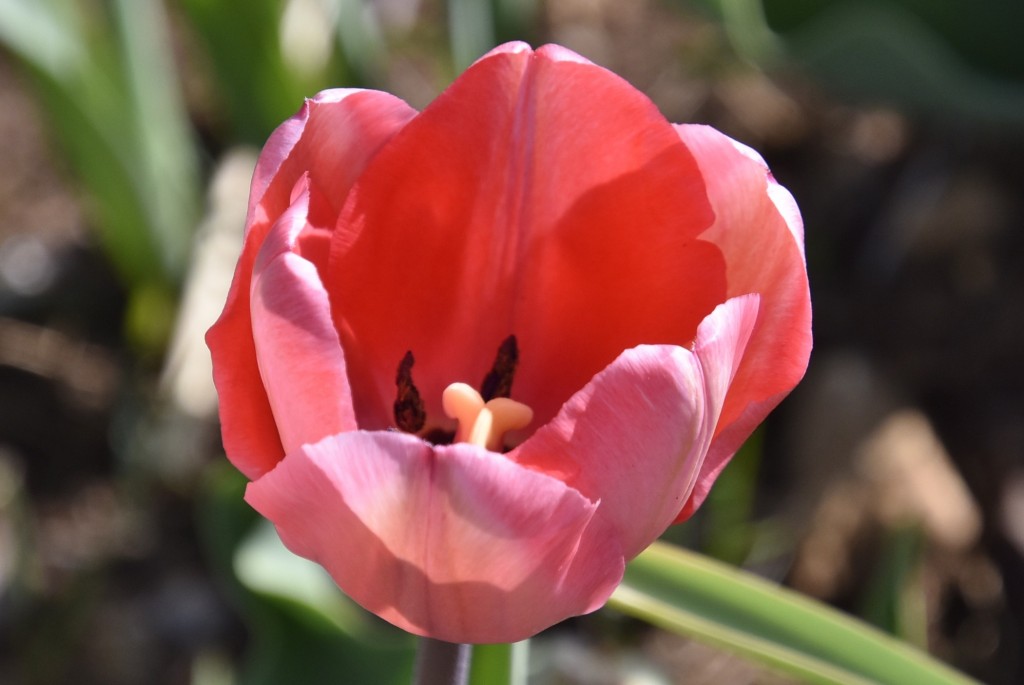 Foto: Plantación de tulipanes - Saldes (Barcelona), España