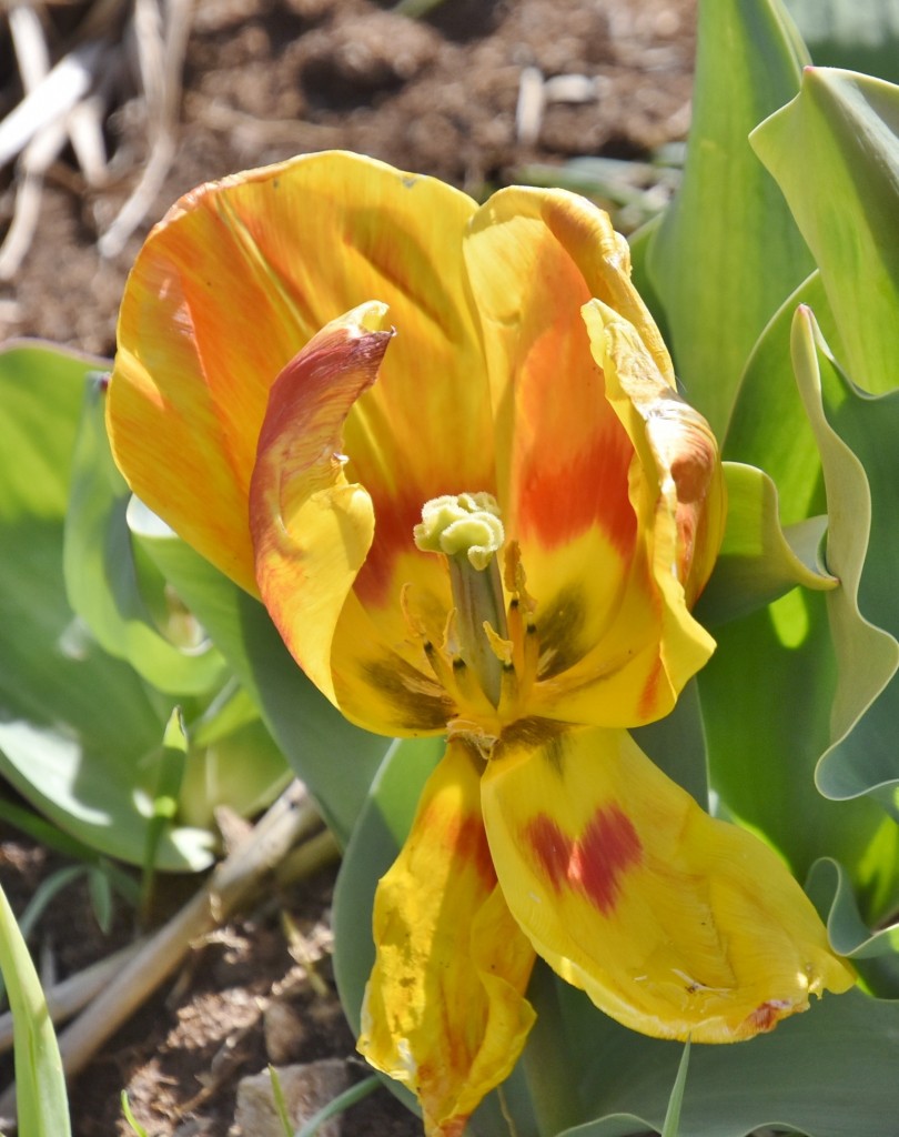 Foto: Plantación de tulipanes - Saldes (Barcelona), España