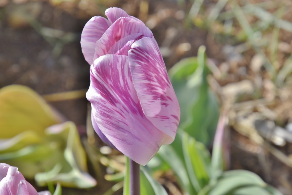 Foto: Plantación de tulipanes - Saldes (Barcelona), España