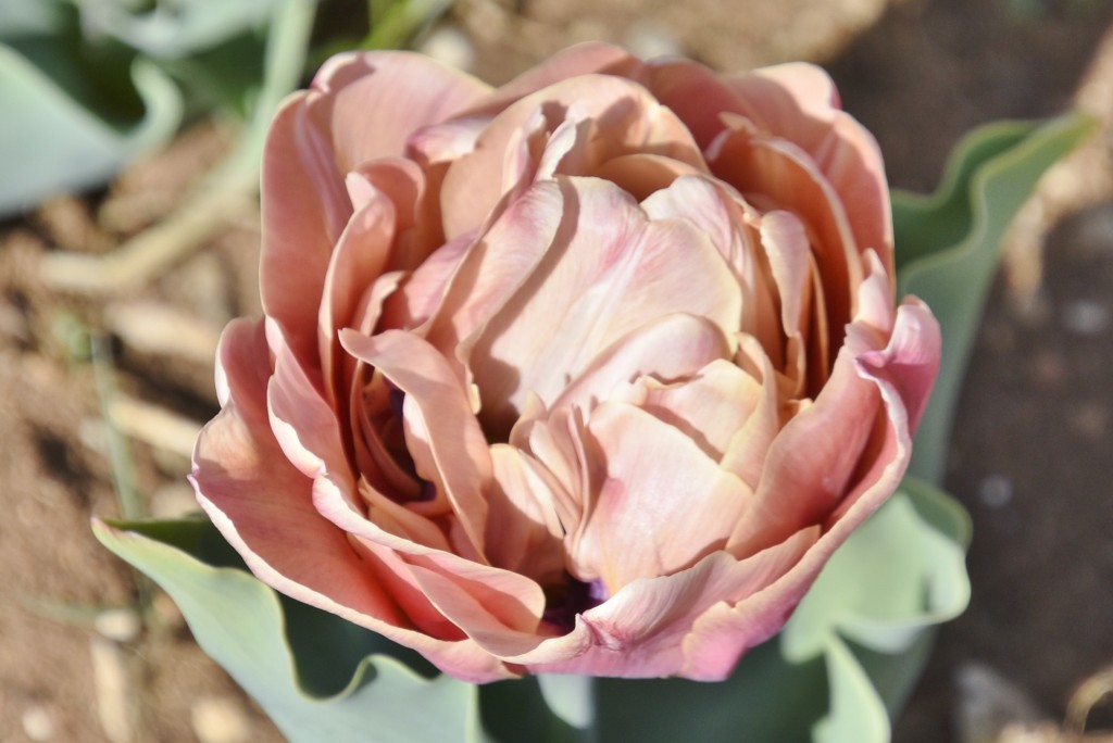 Foto: Plantación de tulipanes - Saldes (Barcelona), España