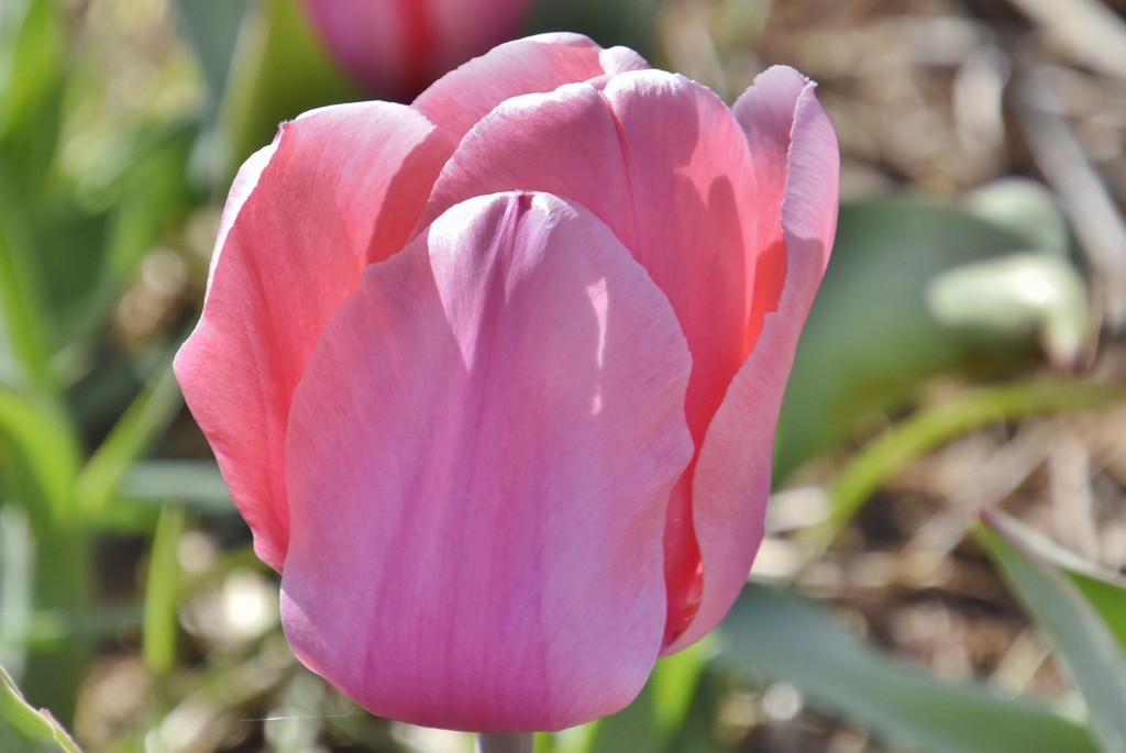 Foto: Plantación de tulipanes - Saldes (Barcelona), España