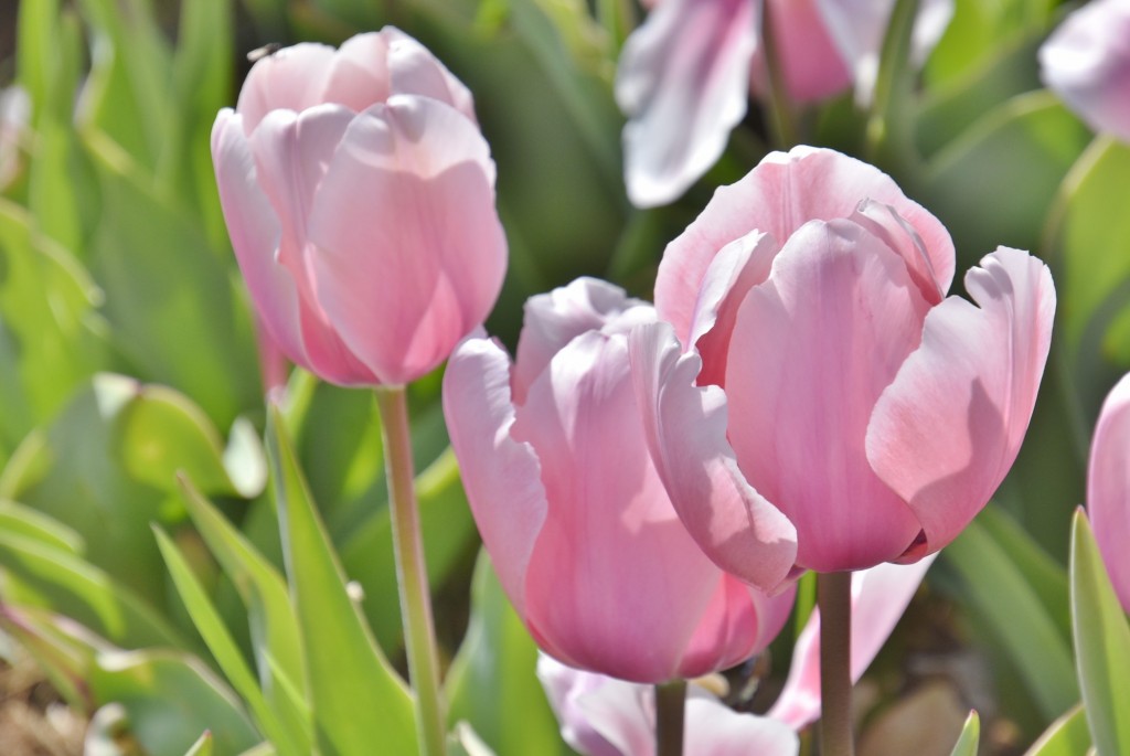 Foto: Plantación de tulipanes - Saldes (Barcelona), España