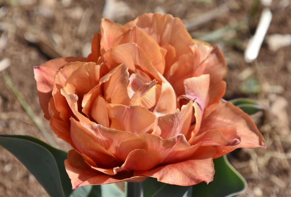 Foto: Plantación de tulipanes - Saldes (Barcelona), España