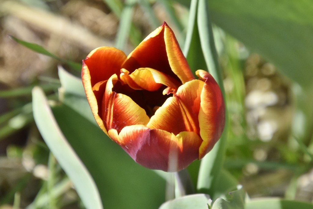 Foto: Plantación de tulipanes - Saldes (Barcelona), España