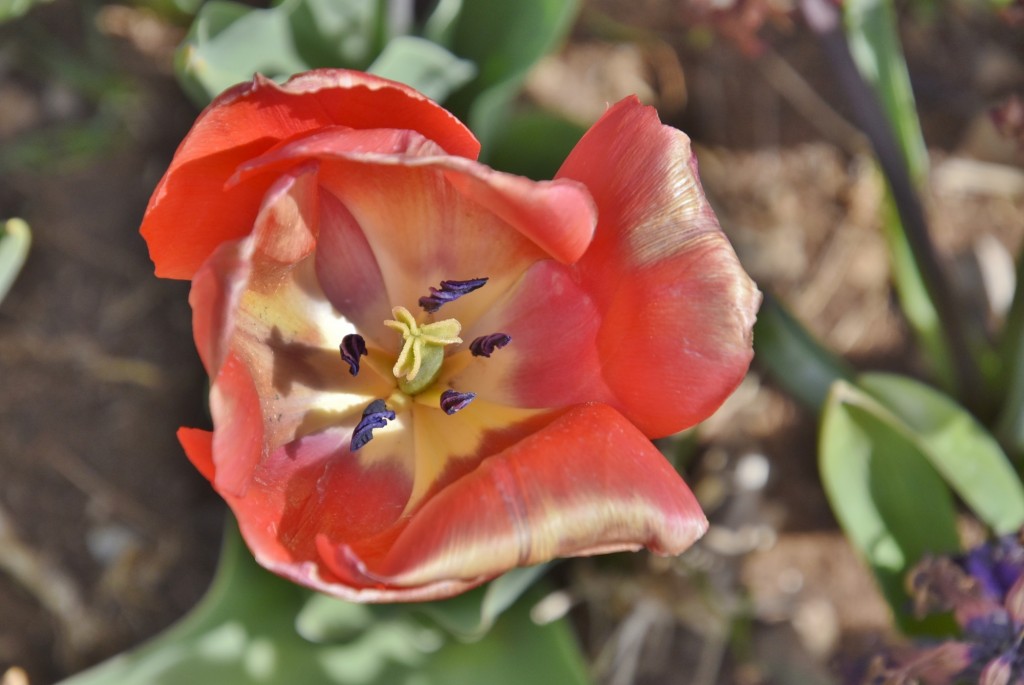 Foto: Plantación de tulipanes - Saldes (Barcelona), España