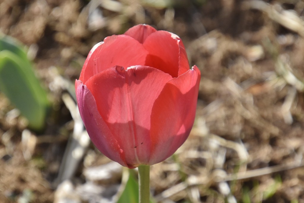 Foto: Plantación de tulipanes - Saldes (Barcelona), España